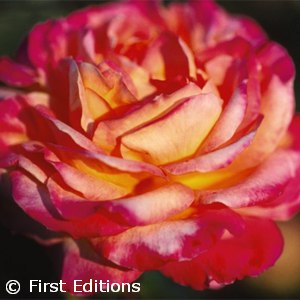 ROSA LOVE AND PEACE HT