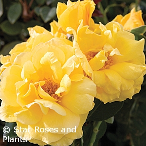 ROSA MIDAS TOUCH HT