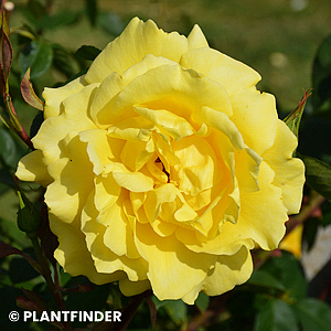 ROSA MELLOW YELLOW HT