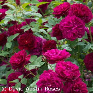 ROSA DARCEY BUSSELL ER