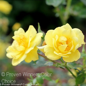 ROSA OSO EASY LEMON ZEST SHR