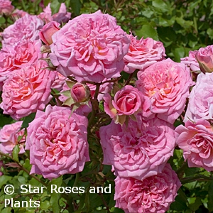 ROSA DRIFT SWEET GC