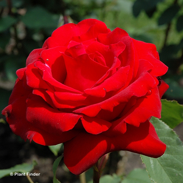 ROSA OPENING NIGHT HT