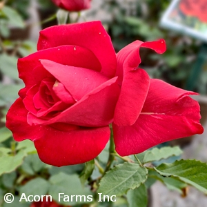 ROSA OLYMPIAD HT