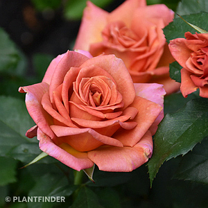 ROSA PUMPKIN PATCH FL