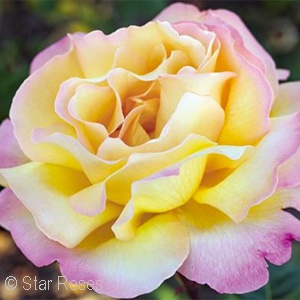 ROSA PEACE HT