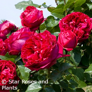 ROSA RED EDEN CL