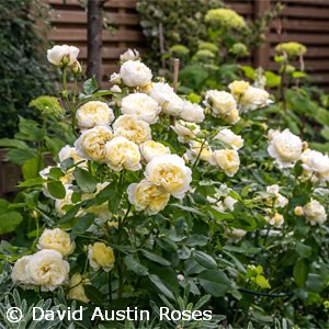 ROSA VANESSA BELL ER