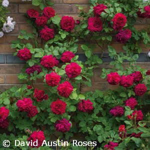 ROSA TESS OF DURBERVILLES ER