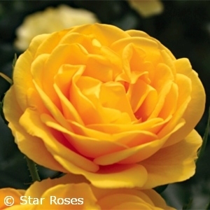 ROSA VERANDA SUNBEAM SHR