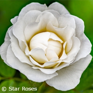 ROSA VERANDA WHITE SHR