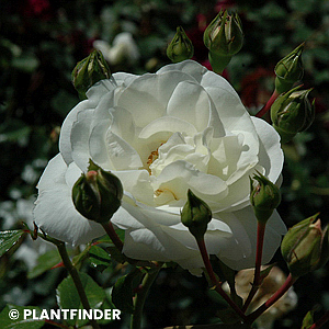 ROSA WHITE DAWN CL