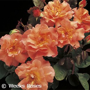 ROSA WESTERLAND CL