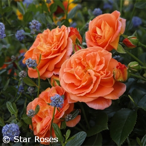 ROSA VERANDA MANGO SHR