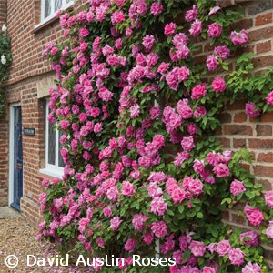 ROSA ZEPHIRINE DROUHIN ATQ