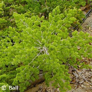 MING FERN