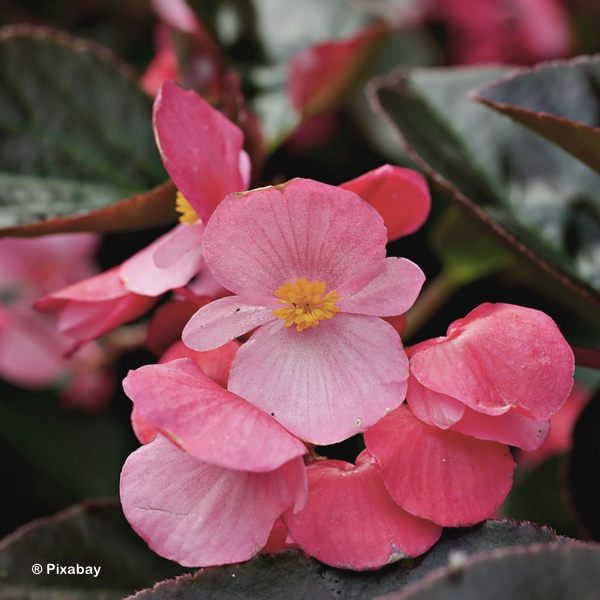 BEGONIA DARK LEAF PINK