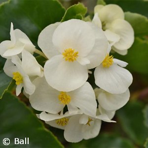 BEGONIA GREEN LEAF WHITE