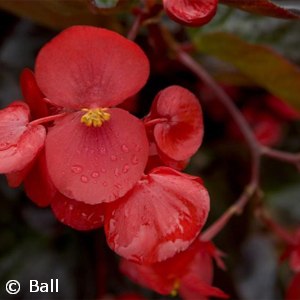 BEGONIA DARK LEAF RED