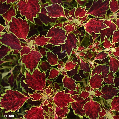 COLEUS GLORY ROAD