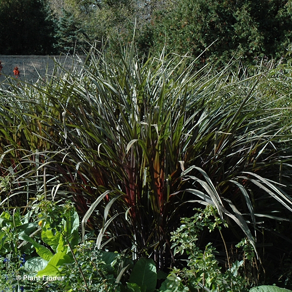 PENNISETUM PRINCE