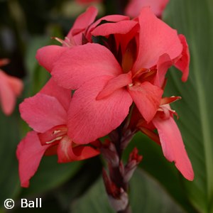 CANNA CANNOVA ROSE