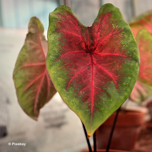 CALADIUM RED