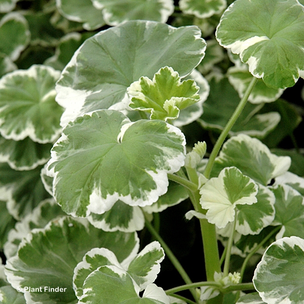 GERANIUM WILHELM LANGGUTH