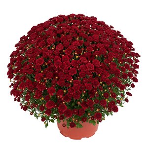 CHRYSANTHEMUM ASHLEY RED