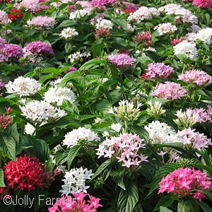 PENTAS MIX