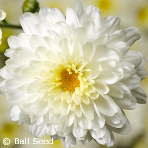 CHRYSANTHEMUM CHELSEY WHITE