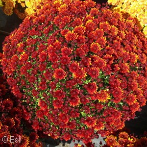 DENDRANTHEMA ANTICA