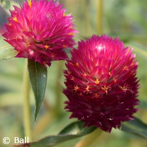 GOMPHRENA PINATA