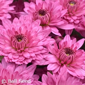 CHRYSANTHEMUM TEMPTATION PINK