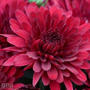 CHRYSANTHEMUM CRIMSON BLUSH