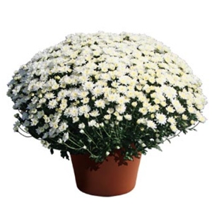 CHRYSANTHEMUM MAKENZIE WHITE