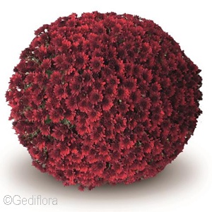DENDRANTHEMA COMO RED
