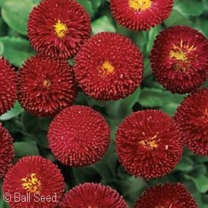 BELLIS BELLISSIMA RED