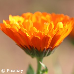 MARIGOLD SMALL BLOOM ORANGE