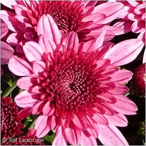 CHRYSANTHEMUM AVALON PINK