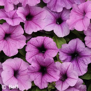 PETUNIA EASY WAVE PLUM VEIN