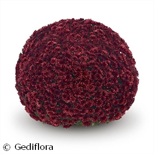 DENDRANTHEMA ADURO RED