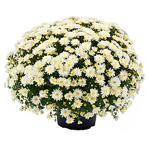 CHRYSANTHEMUM MORGANA WHITE