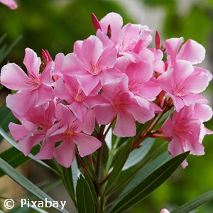 OLEANDER ROSE PINK
