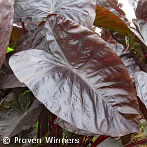 COLOCASIA ESC BLACK CORAL