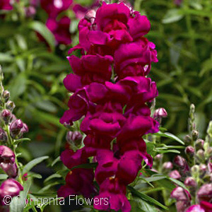 SNAPDRAGON SNAPTASTIC MAGENTA