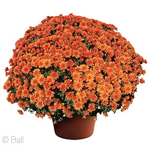CHRYSANTHEMUM MORGANA ORANGE