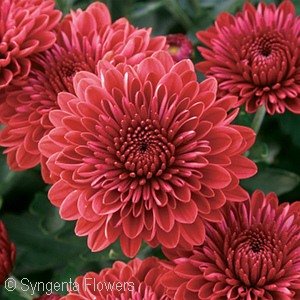 CHRYSANTHEMUM JOLLY CHERYL