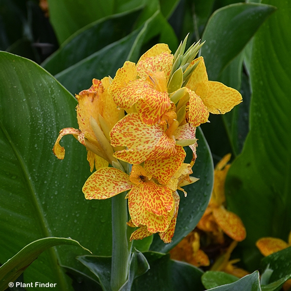 CANNA CANNOVA GOLD LEOPARD
