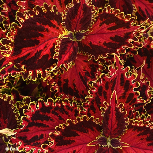 COLEUS VOLCANICA SOLAR FLARE